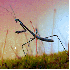 De superbes clichés macroscop