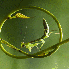 De superbes clichés macroscop