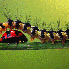 De superbes clichés macroscop