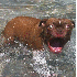 Animaux Étonnés.