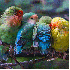 Les oiseaux se blotissent pour