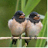Les oiseaux se blotissent pour