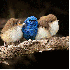 Les oiseaux se blotissent pour