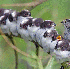 Les oiseaux se blotissent pour