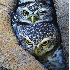 Les oiseaux se blotissent pour