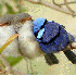 Les oiseaux se blotissent pour