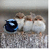 Les oiseaux se blotissent pour