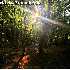 Forêts qui font la beauté de