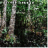 Forêts qui font la beauté de