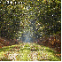 Forêts qui font la beauté de