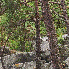 Forêts qui font la beauté de