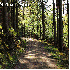 Forêts qui font la beauté de