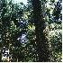 Forêts qui font la beauté de
