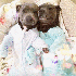 Deux chiens ont une touchante 