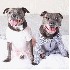 Deux chiens ont une touchante 
