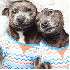 Deux chiens ont une touchante 