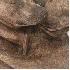 Deux chiens ont une touchante 