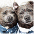 Deux chiens ont une touchante 