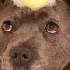 Deux chiens ont une touchante 