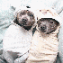 Deux chiens ont une touchante 