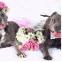 Deux chiens ont une touchante 
