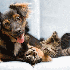 Chiens et Chats les meilleurs 