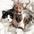 Chiens et Chats les meilleurs 