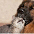 Chiens et Chats les meilleurs 