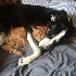 Chiens et Chats les meilleurs 