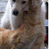 Chiens et Chats les meilleurs 
