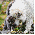 Chiens et Chats les meilleurs 