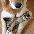 Chiens et Chats les meilleurs 