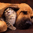 Chiens et Chats les meilleurs 