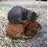 Chiens et Chats les meilleurs 