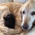 Chiens et Chats les meilleurs 