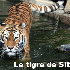 Animaux menacés par les humai