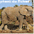 Animaux menacés par les humai