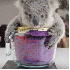 Un adorable koala orphelin .