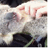 Un adorable koala orphelin .