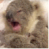 Un adorable koala orphelin .