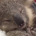 Un adorable koala orphelin .