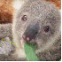 Un adorable koala orphelin .