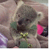 Un adorable koala orphelin .