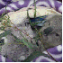 Un adorable koala orphelin .