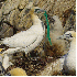 Plastique qui polluent les oc