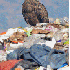 Plastique qui polluent les oc