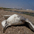 Plastique qui polluent les oc