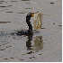 Plastique qui polluent les oc