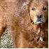 Une chienne est restée aux c