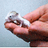 L'adorables hamsters .